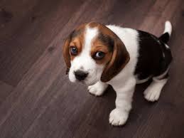 pet